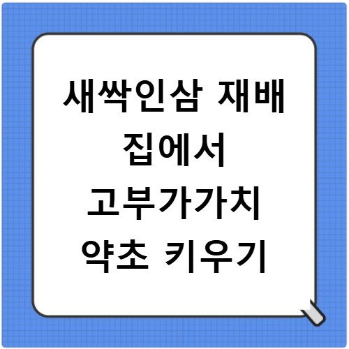 새싹인삼 재배 집에서 고부가가치 약초 키우기