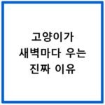 고양이가 새벽마다 우는 진짜 이유